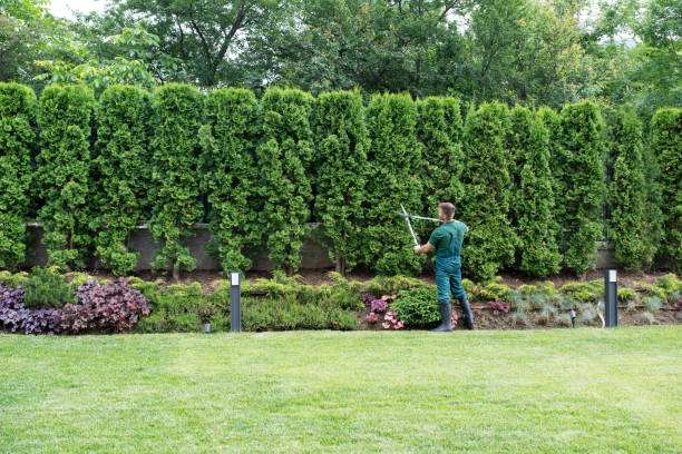 Best Tree Mulching  in Braddock Hills, PA